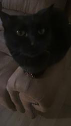 Lost Male Cat last seen Chenal pkwy, Little Rock, AR 72211
