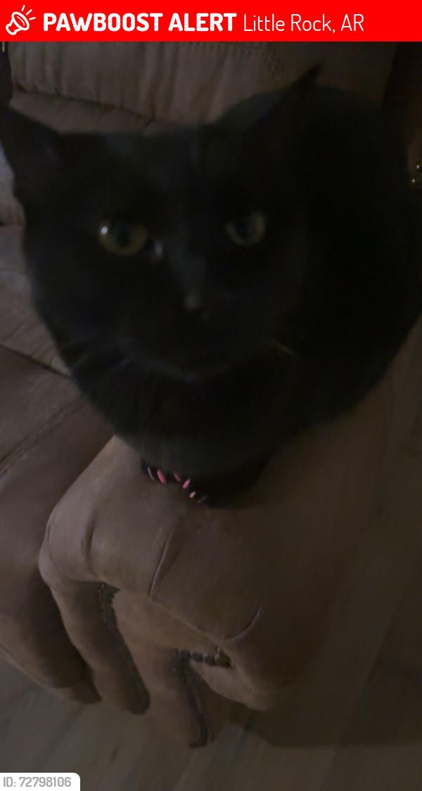 Lost Male Cat last seen Chenal pkwy, Little Rock, AR 72211