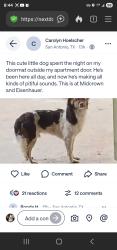 Found/Stray Unknown Dog last seen Midcrown and Eisenhauer, San Antonio, TX 78218