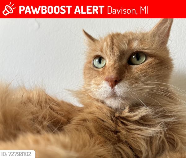 Lost Female Cat last seen Charter oaks apmts, Davison, MI 48423