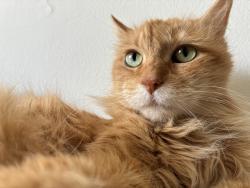 Lost Female Cat last seen Charter oaks apmts , Davison, MI 48423