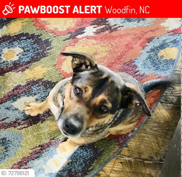 Lost Female Dog last seen New Stock Rd, between Aiken and Monticello, Asheville, NC 28804