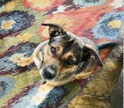 Lost Female Dog last seen New Stock Rd, between Aiken and Monticello, Asheville, NC 28804
