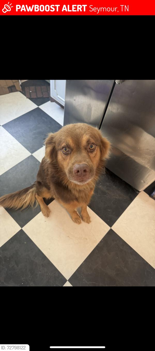 Lost Male Dog last seen Near Zion hill road , Seymour, TN 37865