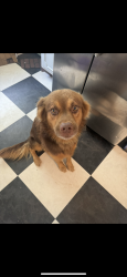 Lost Male Dog last seen Near Zion hill road , Seymour, TN 37865