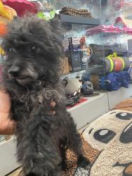 Found/Stray Male Dog last seen Schroeder & Griggs Rd Near Dispensary , Houston, TX 77021