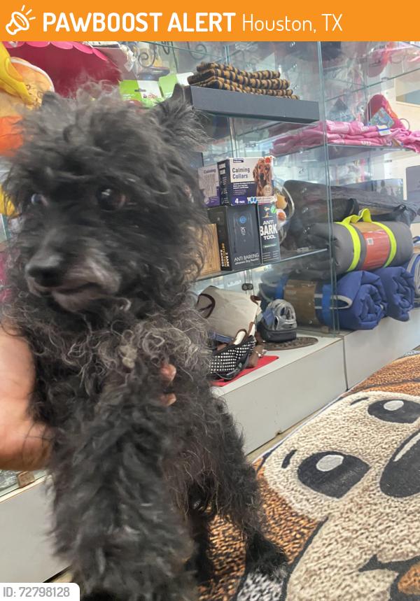 Found/Stray Male Dog last seen Schroeder & Griggs Rd Near Dispensary , Houston, TX 77021