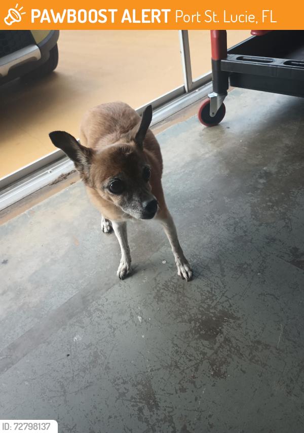 Found/Stray Female Dog last seen Se Garfield Ave, Port St. Lucie, FL 34952
