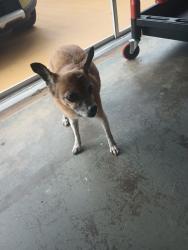 Found/Stray Female Dog last seen Se Garfield Ave, Port St. Lucie, FL 34952