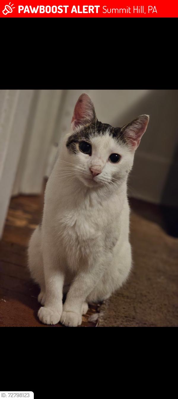 Lost Female Cat last seen N Walnut St / W Fell St, Summit Hill, PA 18250