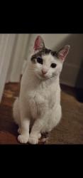 Lost Female Cat last seen N Walnut St / W Fell St, Summit Hill, PA 18250