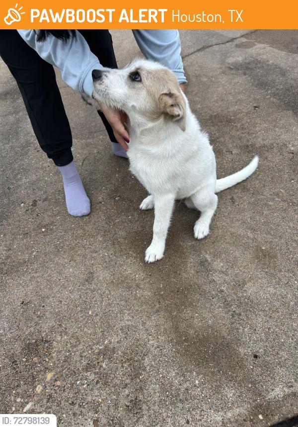 Found/Stray Female Dog last seen Chimney Sweep Drive, Houston, TX 77041