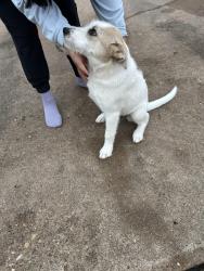 Found/Stray Female Dog last seen Chimney Sweep Drive, Houston, TX 77041