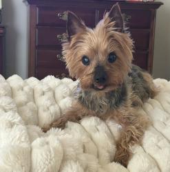 Lost Male Dog last seen The Villages of Eagles Landing , Stockbridge, GA 30281