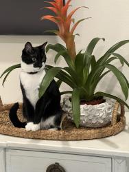 Lost Female Cat last seen Near W beach Park Dr, Tampa, FL 33609