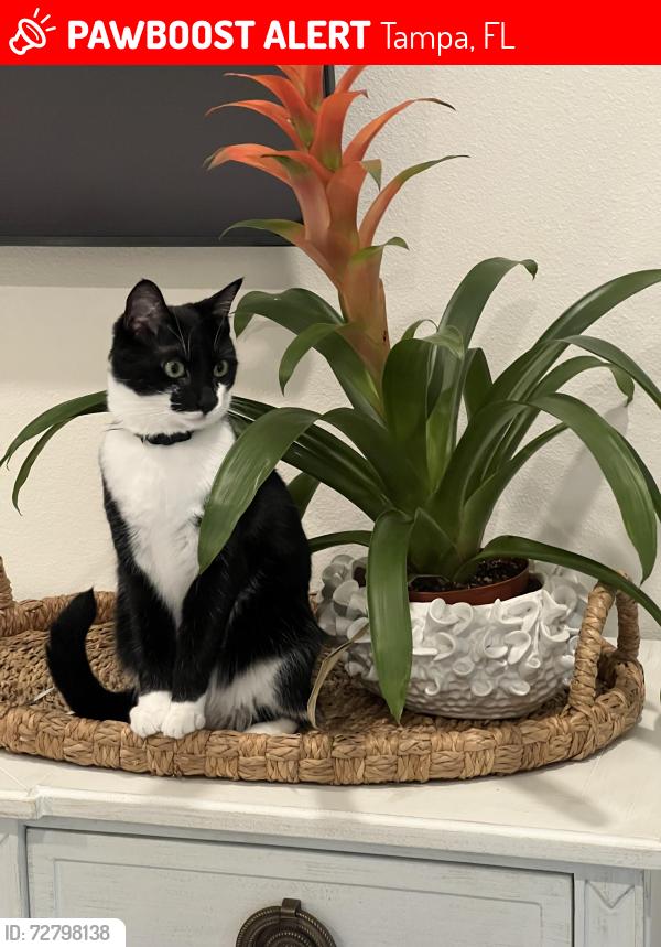 Lost Female Cat last seen Near W beach Park Dr, Tampa, FL 33609