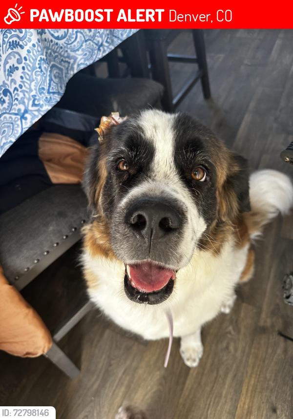 Lost Female Dog last seen Oxford and Federal, Denver, CO 80236