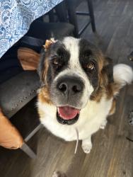 Lost Female Dog last seen Oxford and Federal, Denver, CO 80236