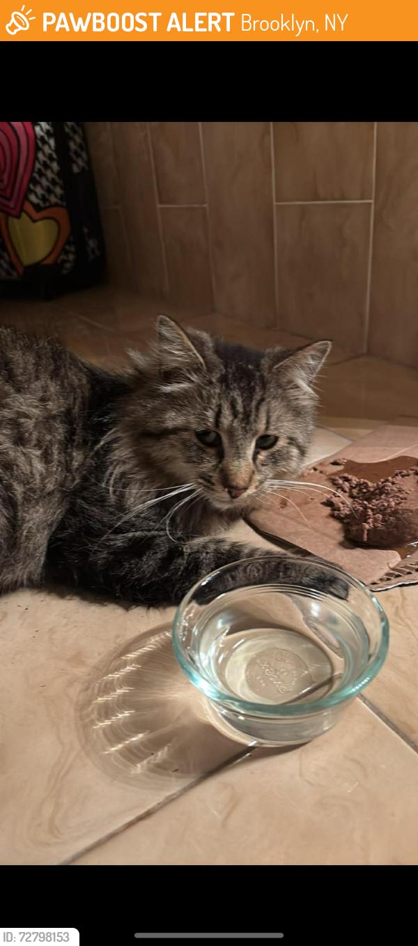 Found/Stray Unknown Cat last seen Near east 72nd st, Brooklyn, NY 11234