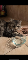 Found/Stray Unknown Cat last seen Near east 72nd st, Brooklyn, NY 11234