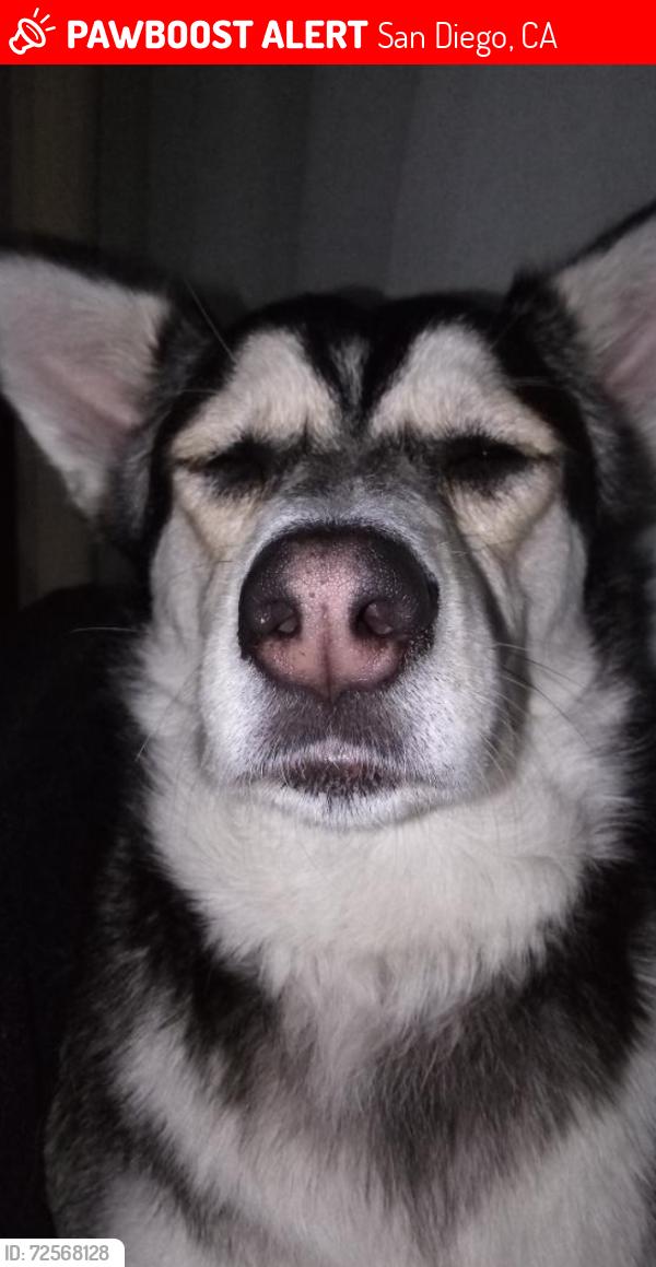 Lost Female Dog last seen Pacific Highway, San Diego, CA 92106