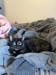 Lost Female Cat last seen Dixwell ave, North Haven, CT 06473