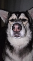Lost Female Dog last seen Pacific Highway, San Diego, CA 92106
