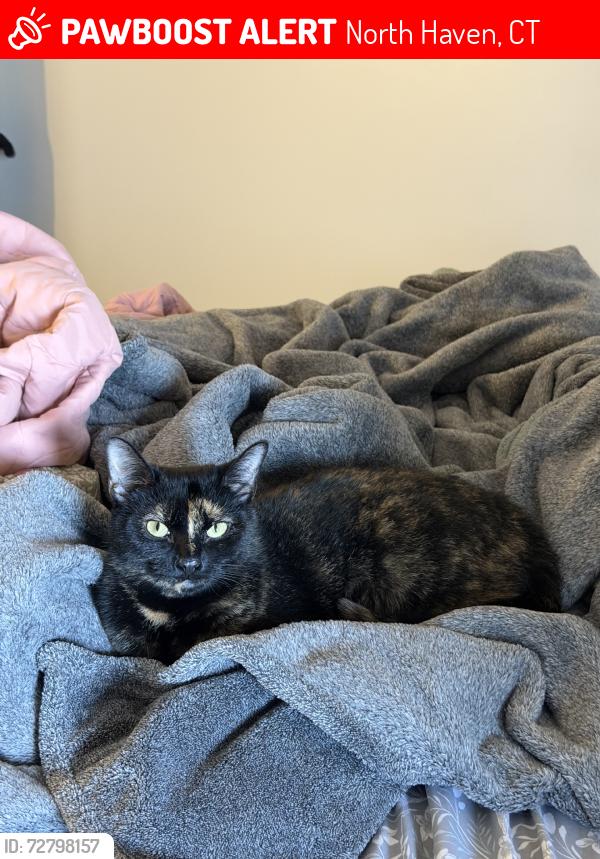 Lost Female Cat last seen Dixwell ave, North Haven, CT 06473