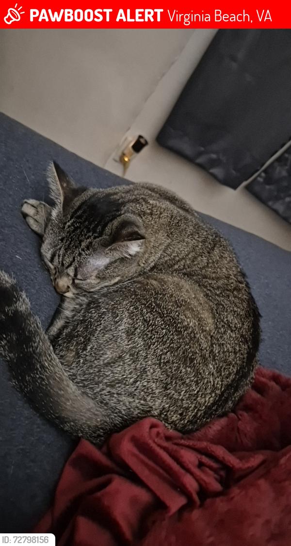 Lost Female Cat last seen Rosemont Rd and Chester St, Virginia Beach, VA 23452