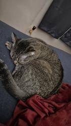 Lost Female Cat last seen Rosemont Rd and Chester St, Virginia Beach, VA 23452