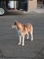 Found/Stray Unknown Dog last seen Charleston and Torrey Pines , Las Vegas, NV 89107