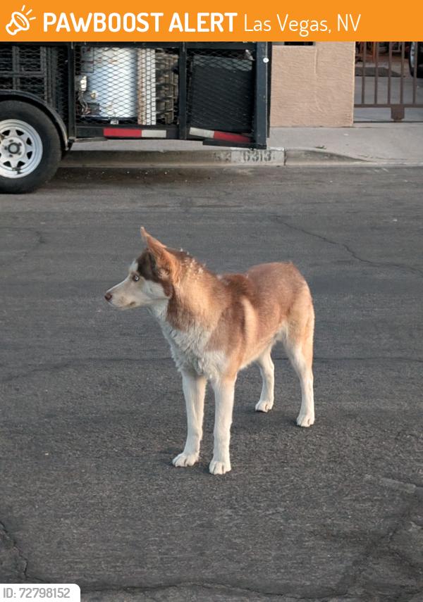 Found/Stray Unknown Dog last seen Charleston and Torrey Pines , Las Vegas, NV 89107