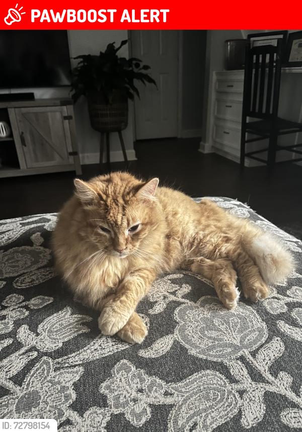 Lost Male Cat last seen on Park Villa Dr Between Park Mist and Park Meadow, Memorial Parkway, TX 77450