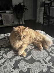 Lost Male Cat last seen on Park Villa Dr Between Park Mist and Park Meadow, Memorial Parkway, TX 77450