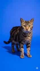 Shelter Stray Female Cat last seen , Jacksonville, FL 32204