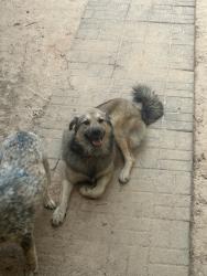 Lost Male Dog last seen We live in the area between 34 and 751, Quinlan, TX 75474