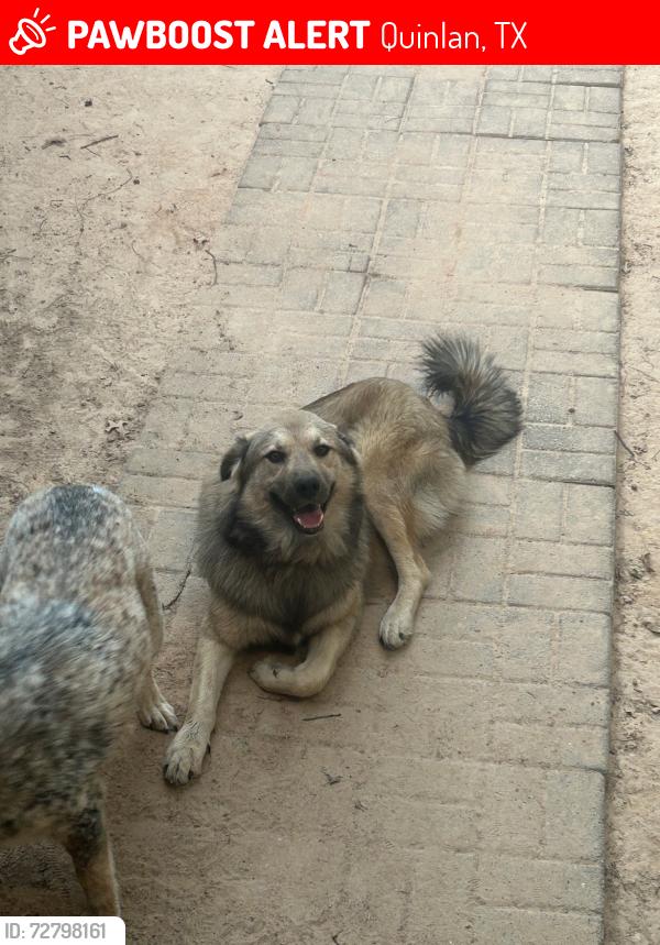 Lost Male Dog last seen We live in the area between 34 and 751, Quinlan, TX 75474