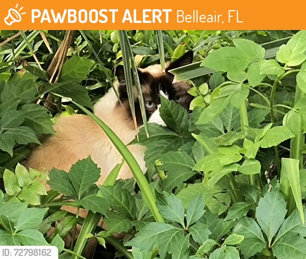 Found/Stray Unknown Cat last seen Hillcrest , Belleair, FL 33756