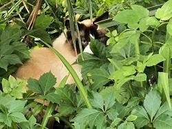 Found/Stray Unknown Cat last seen Hillcrest , Belleair, FL 33756