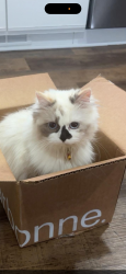 Lost Female Cat last seen Six mile and whitmore lake road, Whitmore Lake, MI 48189