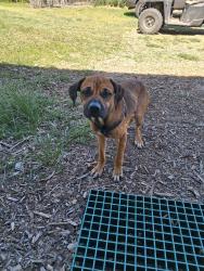 Found/Stray Male Dog last seen Hwy 167. Hwy 274, Altha, FL 32421
