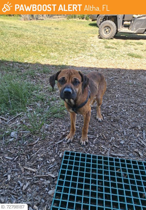 Found/Stray Male Dog last seen Hwy 167. Hwy 274, Altha, FL 32421