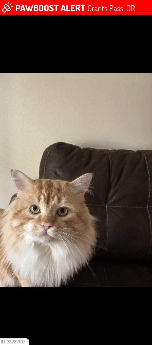 Lost Male Cat last seen Rogue river hwy, Morrison park , Grants Pass, OR 97527