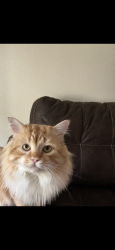 Lost Male Cat last seen Rogue river hwy, Morrison park , Grants Pass, OR 97527