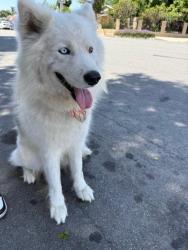 Found/Stray Female Dog last seen Near Freeway on Rosecrans exit, Lynwood, CA 90262