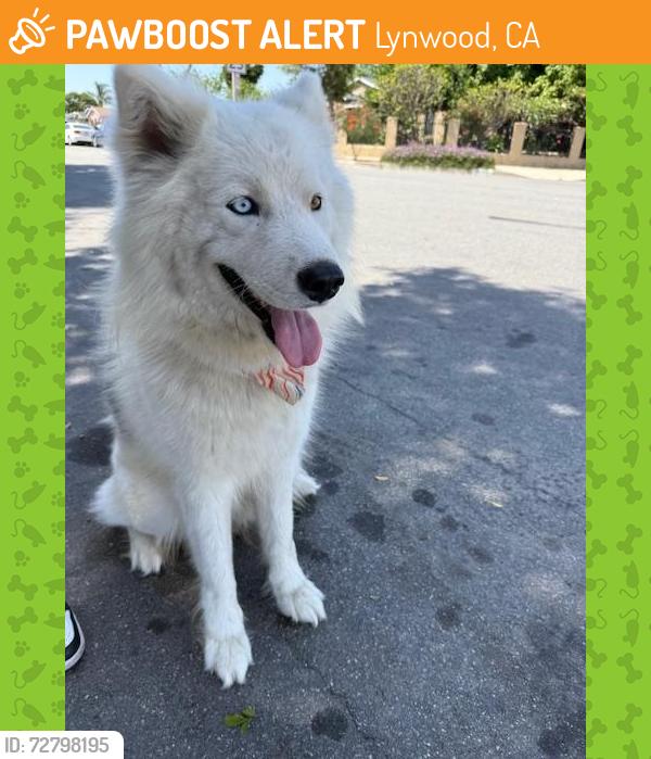 Found/Stray Female Dog last seen Near Freeway on Rosecrans exit, Lynwood, CA 90262