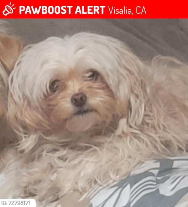 Lost Female Dog last seen Walnut & ben maddox, Visalia, CA 93292