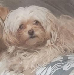 Lost Female Dog last seen Walnut & ben maddox, Visalia, CA 93292