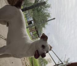 Lost Male Dog last seen Magnolia pkwy , Rosharon, TX 77583