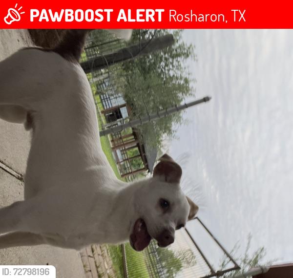 Lost Male Dog last seen Magnolia pkwy , Rosharon, TX 77583